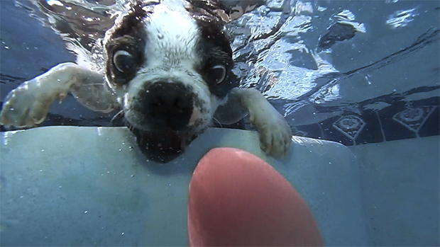Bonkers the Boston Terrier
