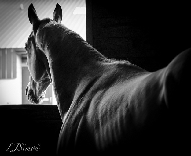 15 Stunning Pictures Of Horses