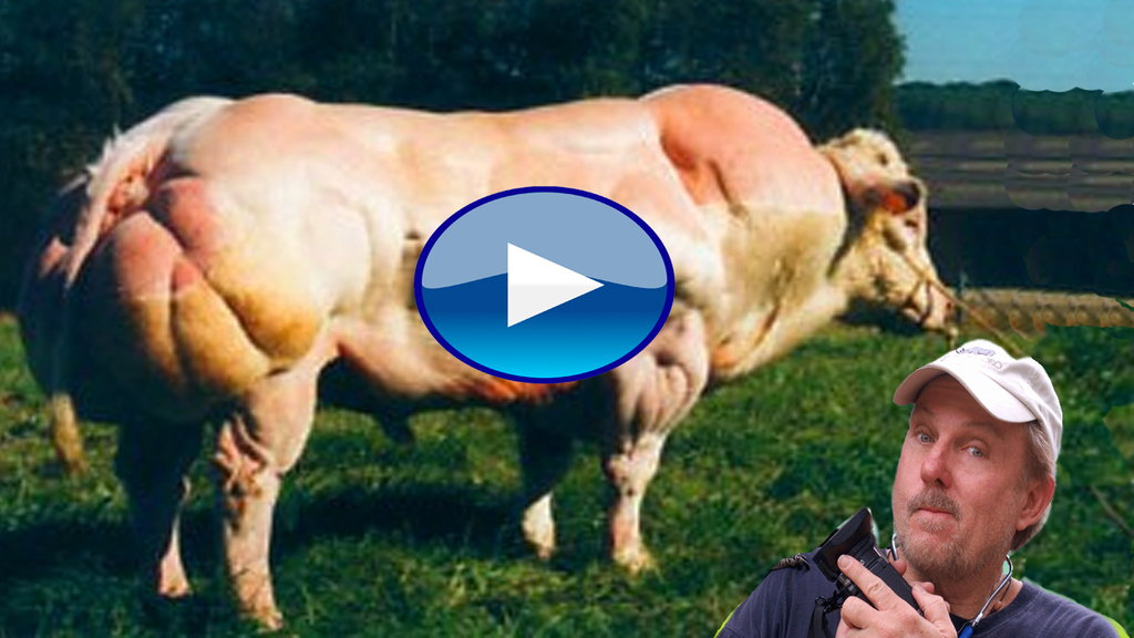 These cattle are referred to in French as Race de la Moyenne et Haute Belgique, or, more commonly, Blanc Bleu Belge. Alternative names for this breed include Belgian Blue-White; Belgian White and Blue Pied; Belgian White Blue; Blue; and Blue Belgian.The Belgian Blue's sculpted, heavily muscled appearance is known as "double-muscling". The double-muscling phenotype is a heritable condition which results in the increased number of muscle fibers (hyperplasia) rather than the normal enlargement of individual muscle fibers (hypertrophy). This particular trait is shared with another breed of cattle known as Piedmontese. Both of these breeds have an increased ability to convert feed into lean muscle, which causes these particular breeds' meat to have a reduced fat content. The Belgian Blue is named after their typically blue-grey mottled hair colour, however its colour can vary from white to black.