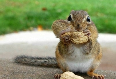 All nuts contain heart-healthy fats and fatty acids, fiber, vitamin E, and other beneficial substances. Learn about the amazing health benefits and just how much you should be consuming. Seeds on the other hand are tiny wonders that are packed with disease-fighting minerals and enzymes, they can be used in just about any recipe. Check out these three favorites that are easy to incorporate into your everyday diet explore the wonderful world of seeds with the Ultimate Seed Guide. Nibble Away!