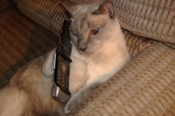 This cat was so preoccupied with telling his social network that he was at the concert that he actually forgot where he was.