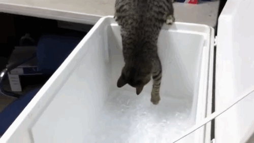 To keep dust...and cats, out of it.