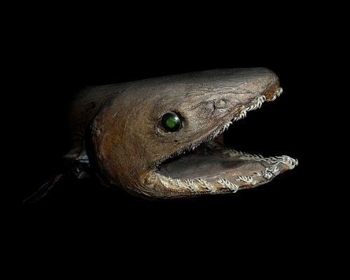 This rarely encountered shark, deemed a "living fossil," looks ancient and is often mistaken for an eel. Its strange body shape is thought to help it strike like a snake to catch prey, and its huge mouth along with thin, sharp teeth allow the shark to trap its food inside its mouth with ease. They also like to hide under your bed at night.