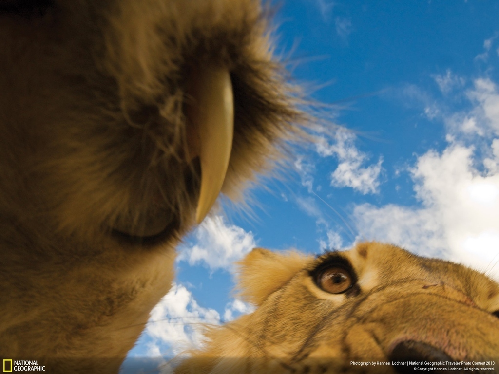 The Most Spectacular Wildlife Photos From The National Geographic