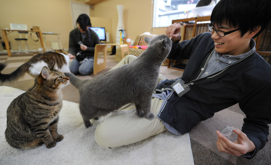 No cat? No problem. Cat cafés, first popularized in Japan, allow you to unwind in the presence some furry friends. All the fun without the litter, what's there not to love?