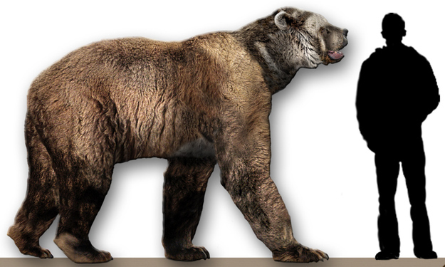 Name: Arctodus simus, meaning "short-faced bear".Just how big: Weighed up to 900 kilograms.Extant until: 11,600 years ago.Despite the name this bear was no shorty - standing at around 3 metres on its hind legs. It consumed 16 kilograms of flesh a day, using its huge size to scare off the above American lion and steal its kills.
