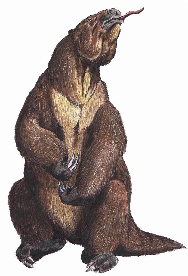 Name: Megatherium, meaning "great beast".Just how big: Up to 6 metres long.Extant until: 10,500 years ago.Giant ground sloths were weird. For a start, it's a sloth the size of an elephant. It had claws that were so long (over a foot!) it had to walk on the sides of its feet. Not to mention that waggly tongue used for foraging leaves - although debate still rages over whether it was partly carnivorous.