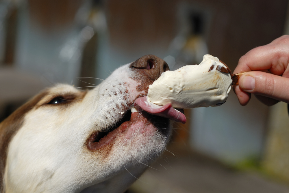 In the summer, a dog outside an ice cream shop is something you'll see daily. But in recent years, parlors have become even more welcoming, with some even offering ice cream made specifically for dogs.