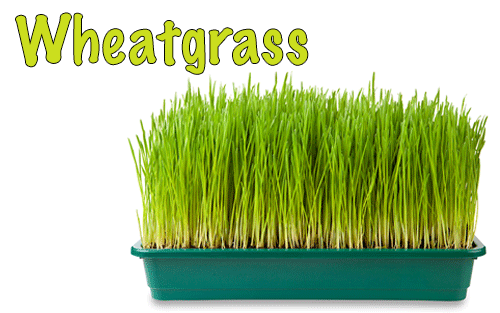 Wheatgrass is a great source of vitamins B, C, E and beta-carotene, which help eliminate free radicals and cleanse the circulatory system and gastrointestinal tract.Juicing Tip: To hide the "freshly mowed lawn" aspect of wheatgrass, mix a shot or two with any squeezed citrus juice. It also goes well with naturally sweet carrot juice.