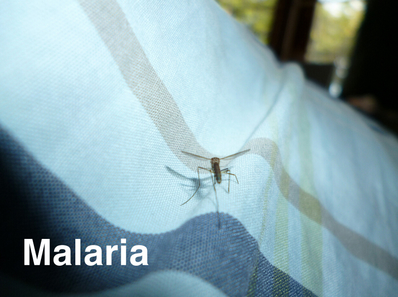 "Malaria" originates from the medieval words "mal" and "aria," which referred to the terrible vapor that came from the swamps in Rome. At the time, it was assumed that the fever going around was from that stale air, but it was actually from protozoans in mosquitoes that bred there.