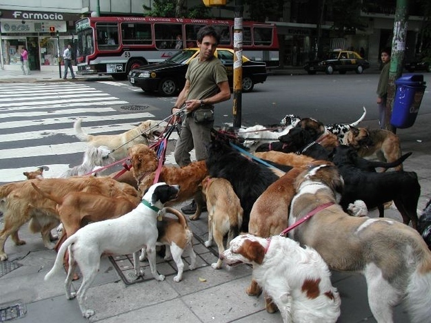 As the sunlight begins to dim around 4pm, it begins: The bitching hour. At that time, there are more dogs on the street downtown than humans. If you're a dog lover, you won't make it a block without disintegrating into a pile of cuddles and coo's. Unfortunately, if you're not so caninely inclined, you'll be grumbling your way down the street dodging poo remnants.