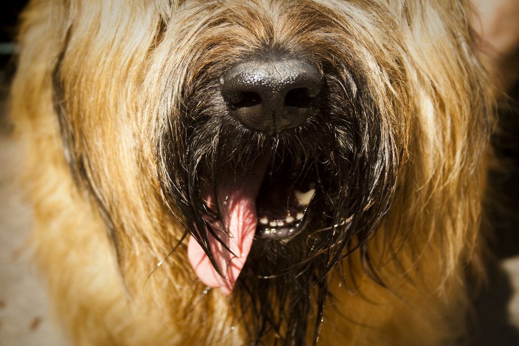 And we're never sure if it's from slobber, the water dish, or something else.