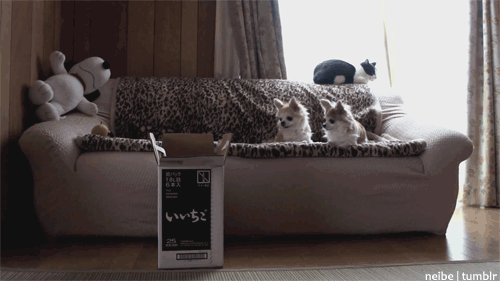 * = reports this cat. Your results may vary.