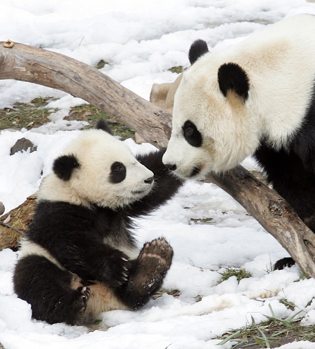 America's First Giant Panda Twins In 26 Years Are Simultaneously Gross ...