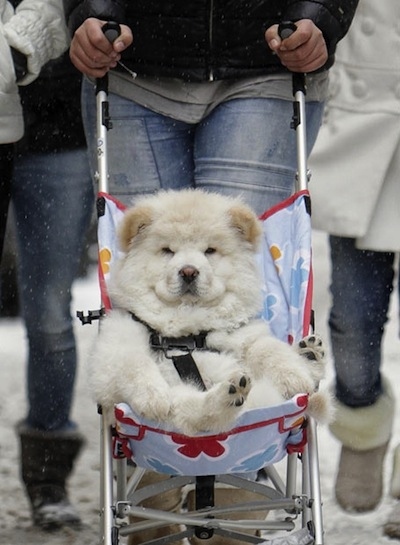 If looks could kill, these owners would be dead and buried by now.