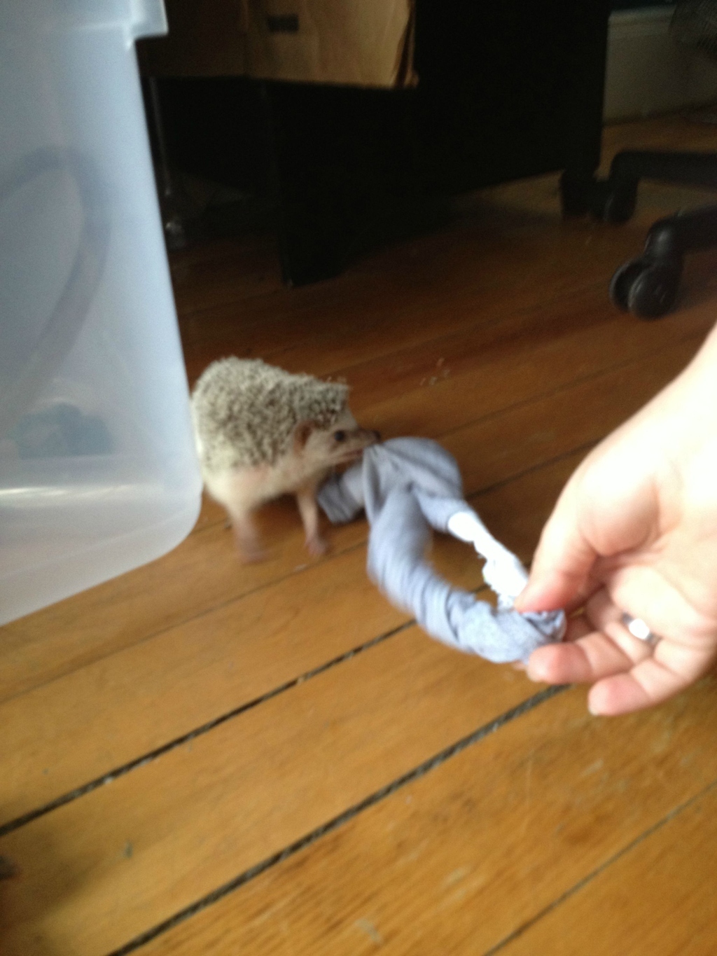 He stole his owner's girlfriend's underpants. And he's not giving them back.