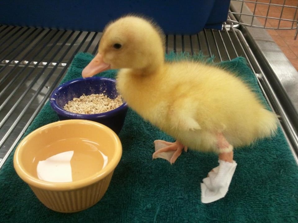 Buttercup the duck was born with a backward left foot. Thanks to a 3D-printed design by Mike Garey, Buttercup can now walk comfortably again. Read more here. (Warning it's one of the cutest things you'll ever see.)