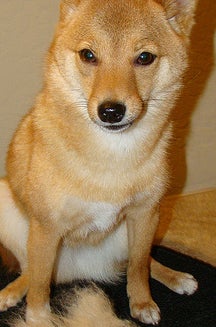 Taro the Shiba Inu