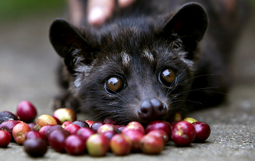 The most expensive coffee beans in the world - coming straight to you from the forest floor! Kopi Luwak, a type of bean from the Philippines, has been digested (fully) by Civet Cats before the coffee even reaches your kitchen. Scooper not included.