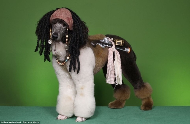 Yo-ho, yo-ho, a poodle's life for me.
