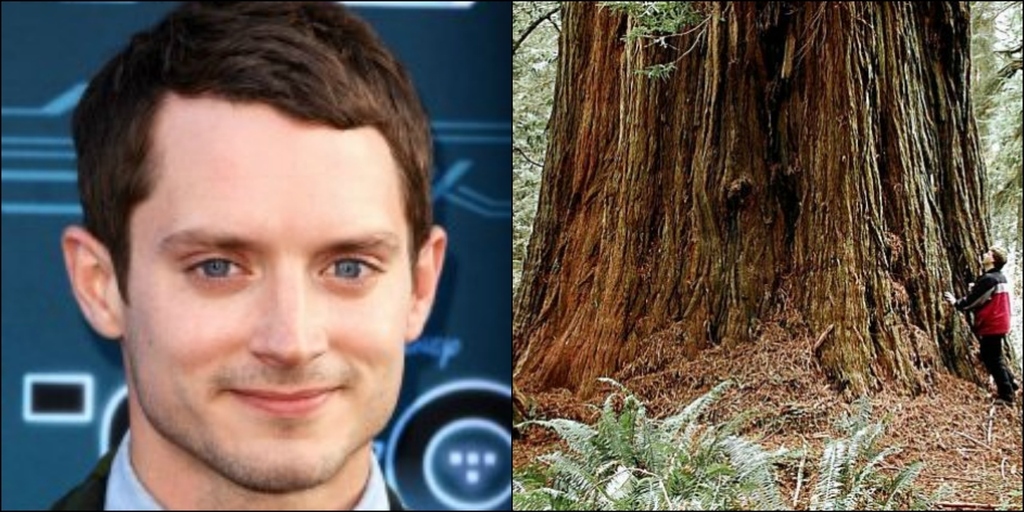Son of Elijah Wood
