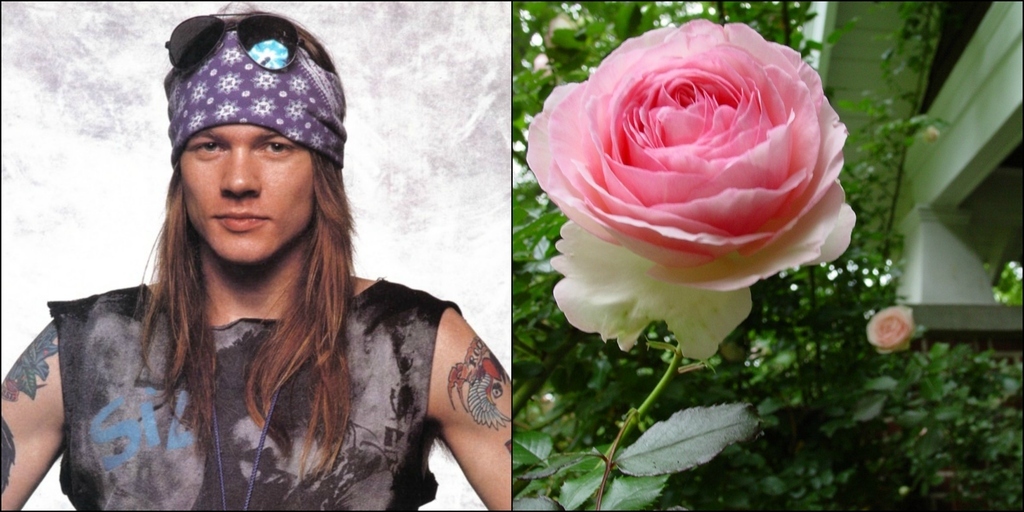 Daughter of Axl Rose
