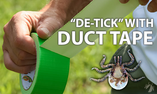 Or for quick tick removal.