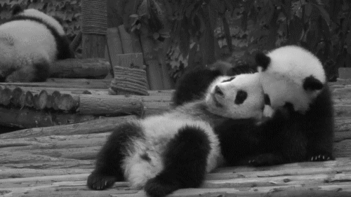 "Get away from me, Panda!"