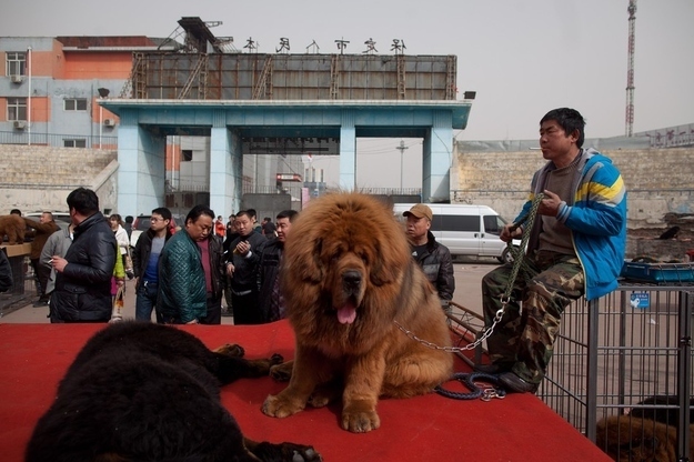 A Chinese Zoo Tried To Pass Off This Huge Fluffy Dog As A Lion