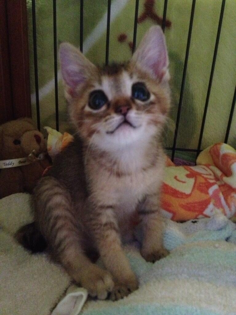 08-02-2013@jessiepon: “She still has seizures, but it’s not weakening her body. She is not full of energy either though. She hates the suppository, so whenever I try to use it she attacks my hands until they are covered with scratches.”