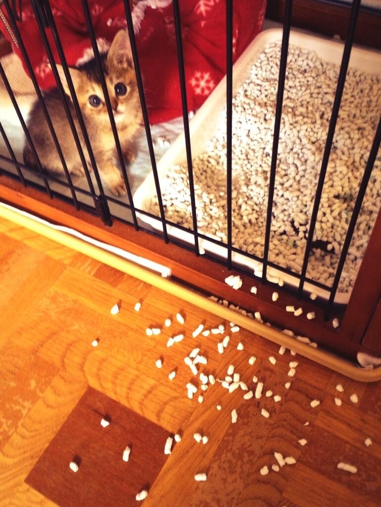 07-08-2013Wasabichan is now able to cover her waste with cat liter! Waiting for mom’s approval?
