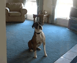 Just how excited can one dog get over one, little word? Answer: EXTREMELY Excited!