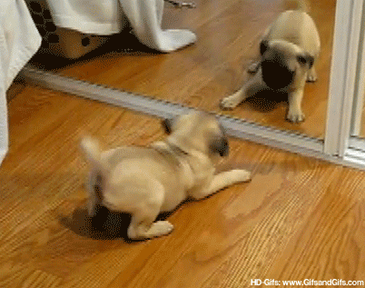Silly dog, you're never going to catch yourself!