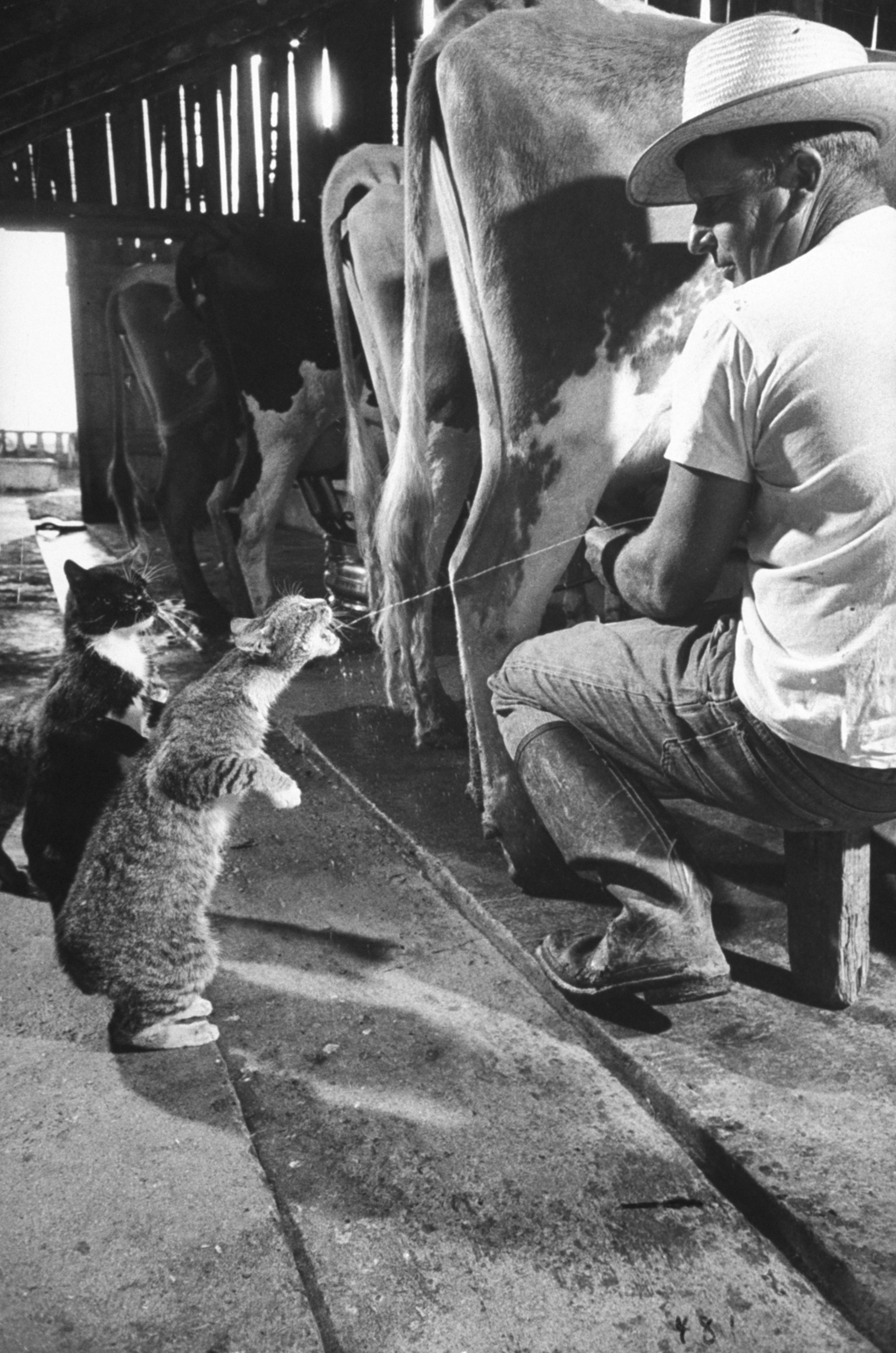 You Can Milk A Cow Into A Cat