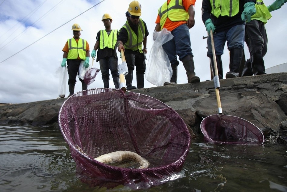 12 Tragic Images Of The Massive Molasses Spill At Honolulu Harbor