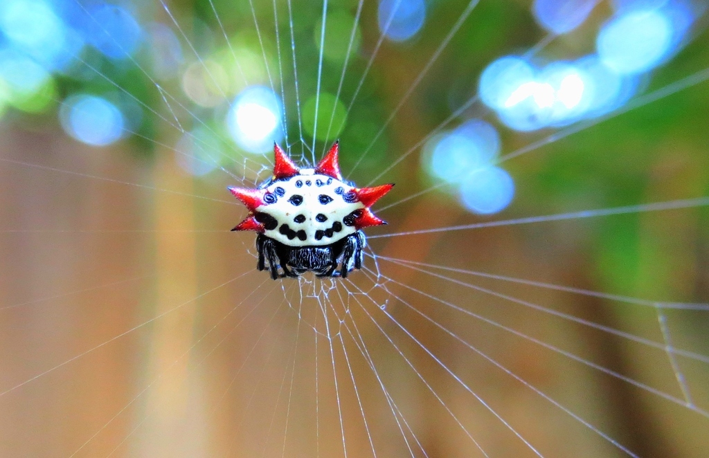 "Help Me" - A tiny alien visitor caught in a spider's web - No it's a Spiny Orb Weaver Spider in Florida.