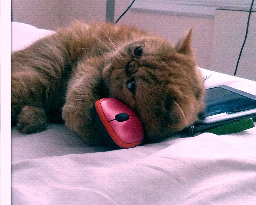 Has absolutely no idea how to properly catch a mouse