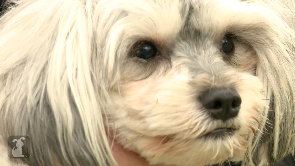 One day Tessa woke up blind and her owners did not know what to do. So they dropped her off at the shelter. This is her story.