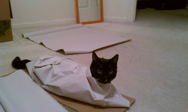 13 Cats That Want To Help You Move