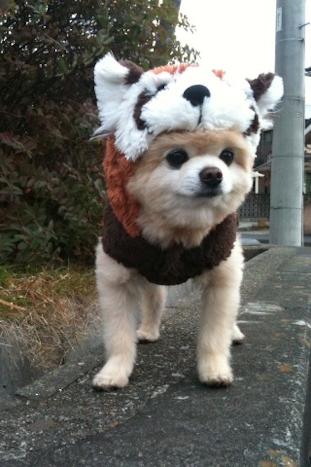 The Cutest "Red Panda" Ever To Walk The Face Of This Earth