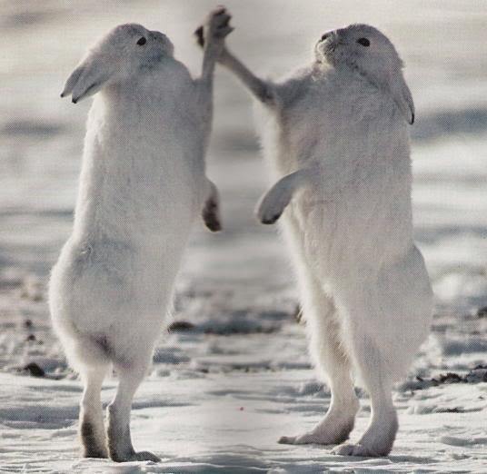 Hifives all around....