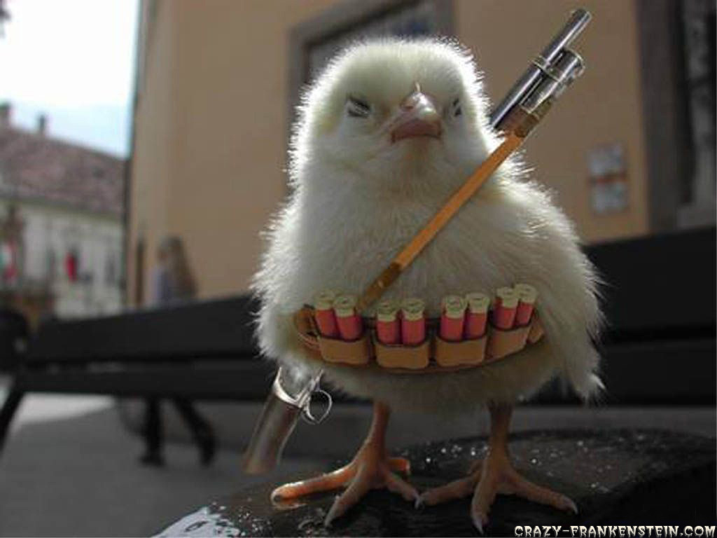 Battle chicks called in for more backup.