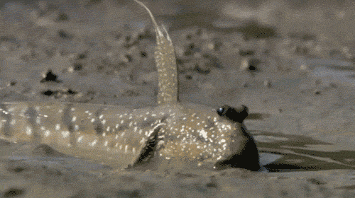 This is a mudskipper. It's amphibious... but should probably just stay submerged.