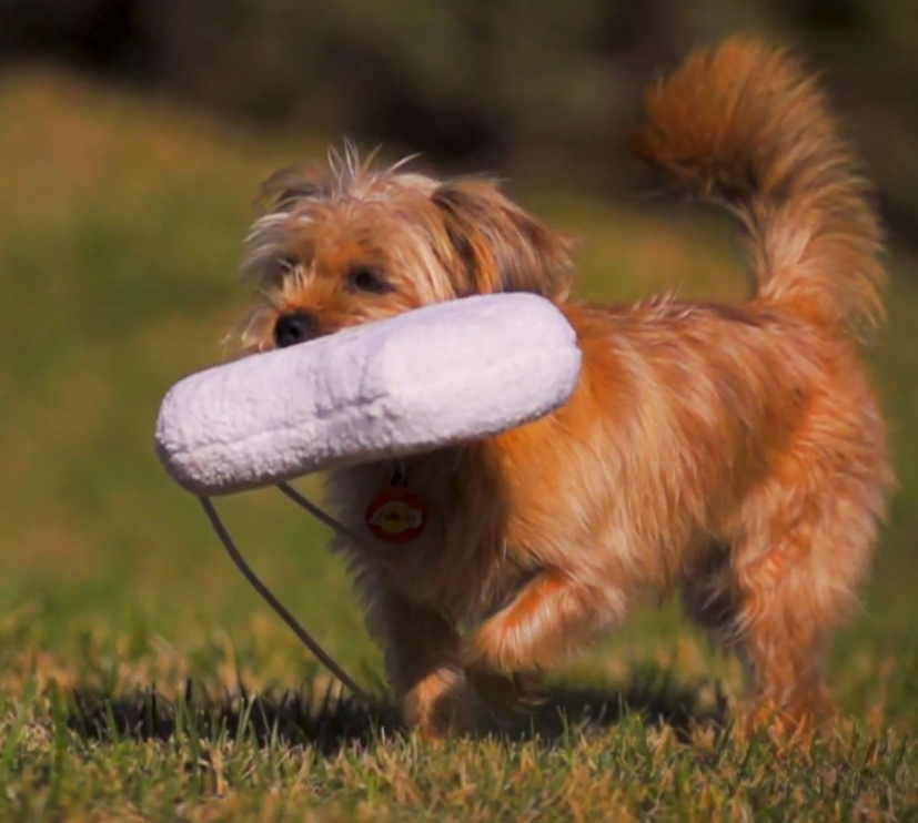 VIDEO OF THIS PUPYou try carrying something the size of a loaf of bread in your mouth across a stupid field and maintain a composure like this.