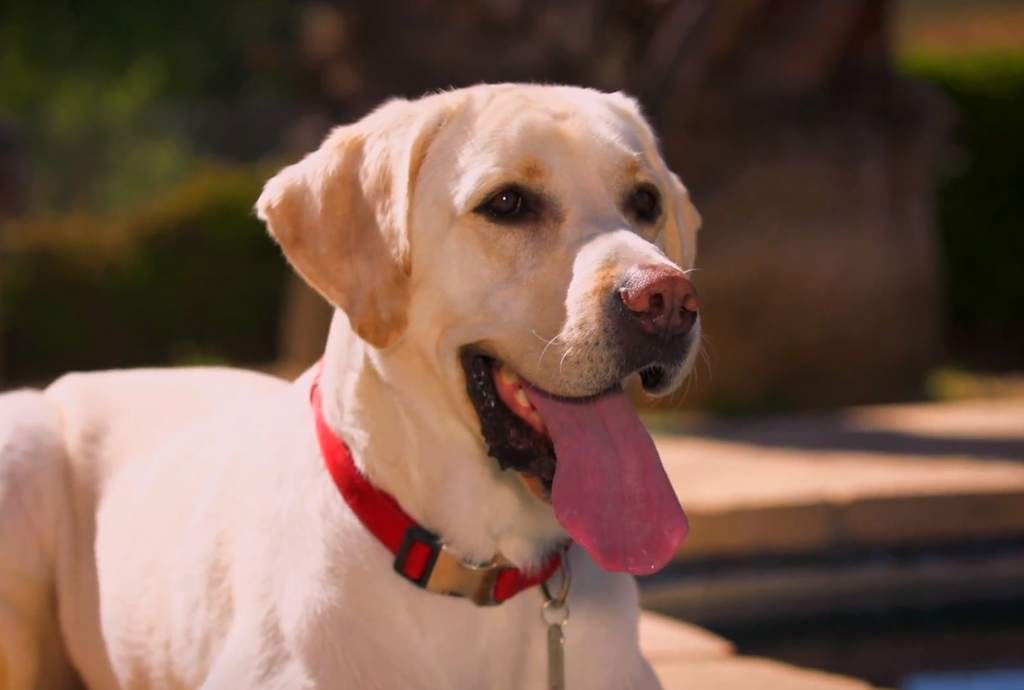 VIDEO OF THIS PUP