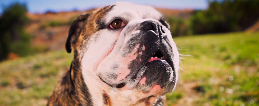 VIDEO OF THIS PUP