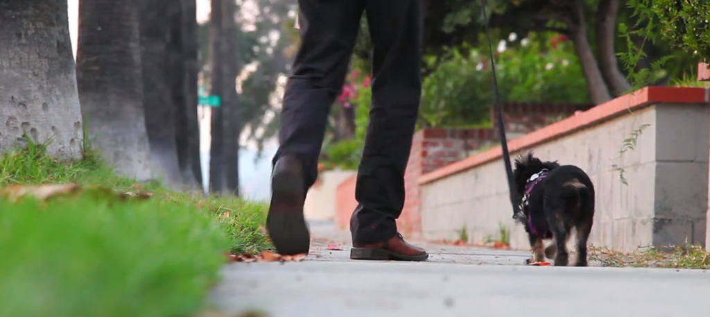 VIDEO OF THIS PUPIt may not always feel great at the bottom, but you'll see details the tall humans will always miss when you live closer to the ground.