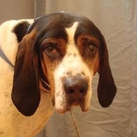 boy coonhound