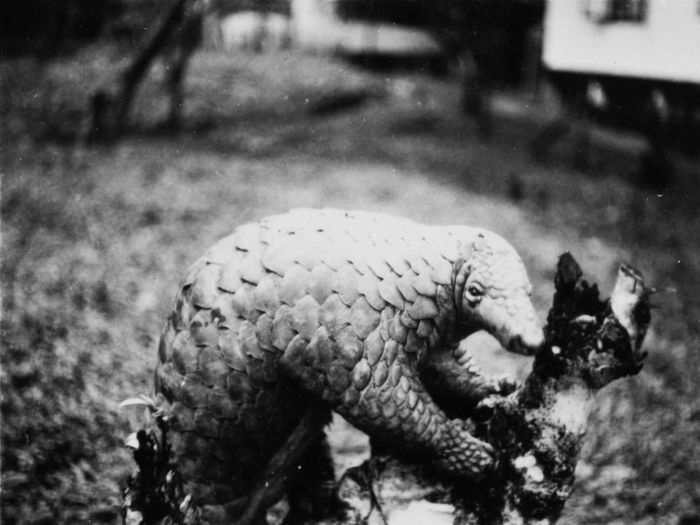 The Sunda pangolin is a semi-arboreal species from southeast Asia. The tiger and clouded leopard are its main animal predators. It protects itself from predators and hunters by rolling up into a scaly ball.