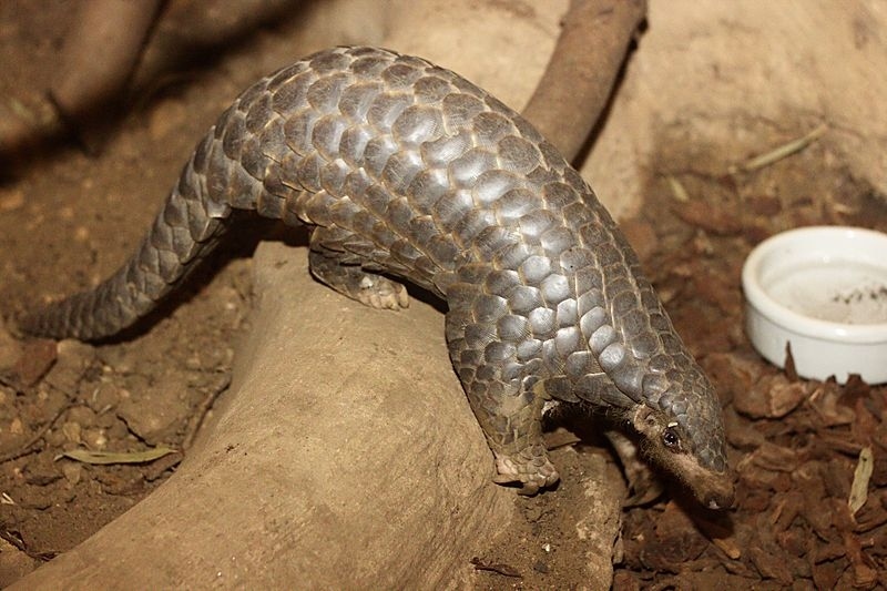 During a Laotian war, US pilots found a strange 'critter' that was most likely a Chinese pangolin kept as a pet in the secret base they had invaded. After the creature's accidental death, it was preserved in a mayonnaise jar filled with alcohol and sent to the Smithsonian for identification. While the institution did not respond, one of the pilots later determined its identity from a Laotian postage stamp.